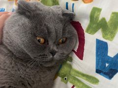 -纳吉亚猫专科动物诊疗中心(蒋宅口分院)