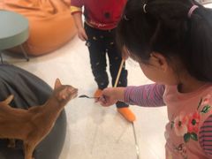 -飞行喵MR PILOT|猫舍·猫咖(静安大融城店)