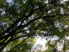 -广州市流溪河国家森林公园