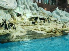 -帝企鹅自助餐厅•儿童岛•真企鹅(长隆企鹅酒店)