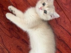 -欣宠猫屋·矮脚拿破仑·蓝金金渐层