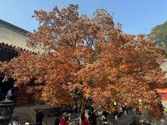 -香山公园