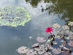 -上海滨江森林公园
