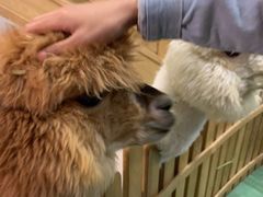 -藦茜花园宠物主题亲子互动体验馆(国顺东路店)