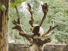 -都江堰中华大熊猫苑