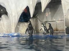 -太平洋海底世界