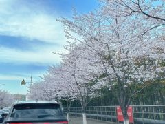 -高东镇樱花园