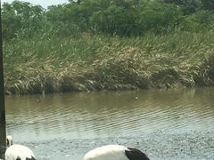 -盐城丹顶鹤湿地生态旅游区