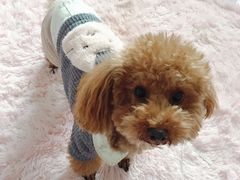-宠颐生宠物医院·骨外科·犬猫全科诊疗中心(池州店)