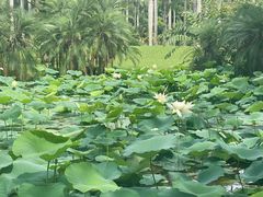 -中国科学院西双版纳热带植物园
