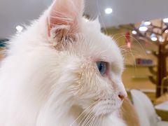 -飞行喵MR PILOT|猫舍·猫咖(静安大融城店)
