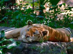 -广州长隆野生动物世界