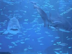 -海合安成都极地海洋公园