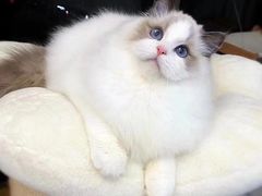 -猫狗日记·自助洗护·宠物寄养·售卖