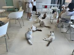 -怪兽屋·羊驼·猫咖·狗咖(俊华广场店)