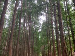 -日照海滨国家森林公园