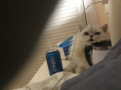 -喵zoo家庭繁育猫舍(尖东智能花园店)
