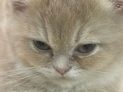 -momokira米努特·德文卷毛猫·棉花面纱犬