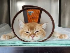 -爱诺耐芙动物医院(万博店)