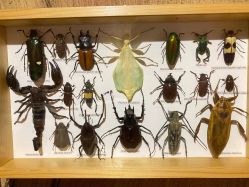 -Zoolung Zoolung动物主题公园(海信广场店)