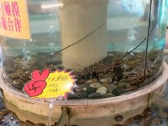 地下魚池中的龙蝦-龙宝轩(坦洲店)