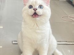 -lincat·猫舍(广州店)