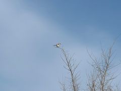 -野鸭湖国家湿地公园