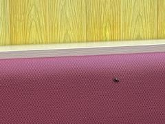 -香妃烤鸡(新奥店)