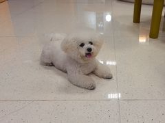 -帕帕拉兹宠物(亚洲旗舰店)