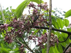 -华蓥山天意谷景区