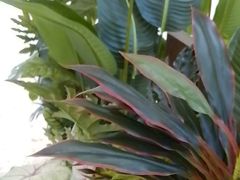 -顺德火焰醉鹅坊(珠海店)