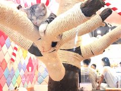-袖虎·猫馆(体育西路店)