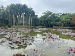 -中国科学院西双版纳热带植物园