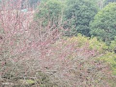 -新建村梅花