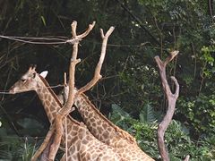 -广州长隆野生动物世界