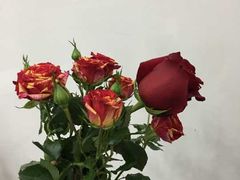 -Butchart布查德鲜花(花艺设计中心)