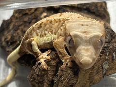 -酷以爬仙阁实体爬宠店·守宫·蜥蜴·专业繁育