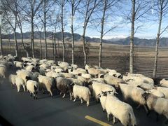 -青海湖国家重点风景名胜区