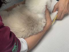 -伟伟宠物医院·CT影像中心·瑞派犬猫综合性门诊(汉口总院)