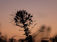 -花开海上生态园