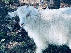 -敕勒川草原文化旅游区