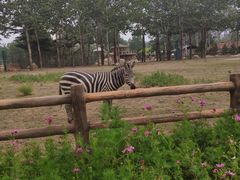 -大连森林动物园