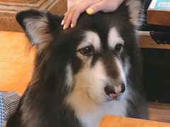 -more than meow吴止猫主题餐厅(承德 中船汇店)