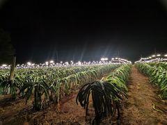 -硇洲岛旅游区