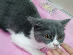 -北京观赏动物医院·24小时大型综合·猫专科·异宠专科