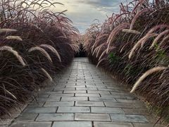 -黄海国家森林公园