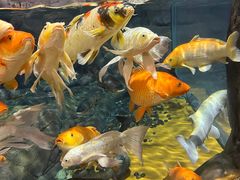-上海海洋水族馆