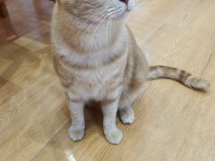 -是阿柴呀！柴犬咖啡·爱喵喵猫咖