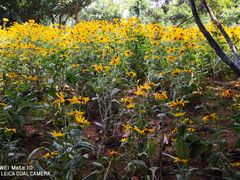 -济南国际园博园