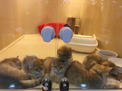 -momokira米努特·德文卷毛猫·棉花面纱犬